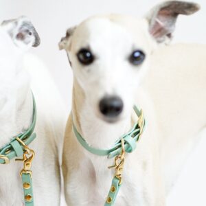 Alternative view of Set | Halsband & Leine aus Biothane® 'Salbei'